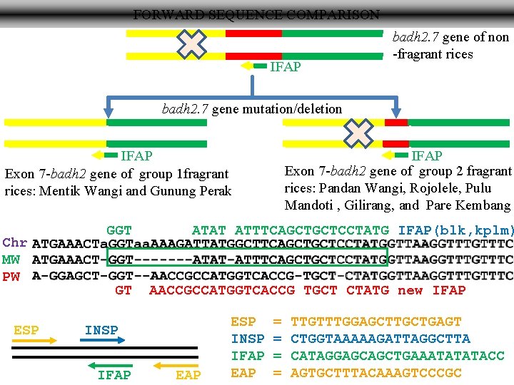 FORWARD SEQUENCE COMPARISON IFAP badh 2. 7 gene of non -fragrant rices badh 2.