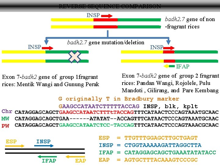 REVERSE SEQUENCE COMPARISON INSP badh 2. 7 gene mutation/deletion INSP badh 2. 7 gene