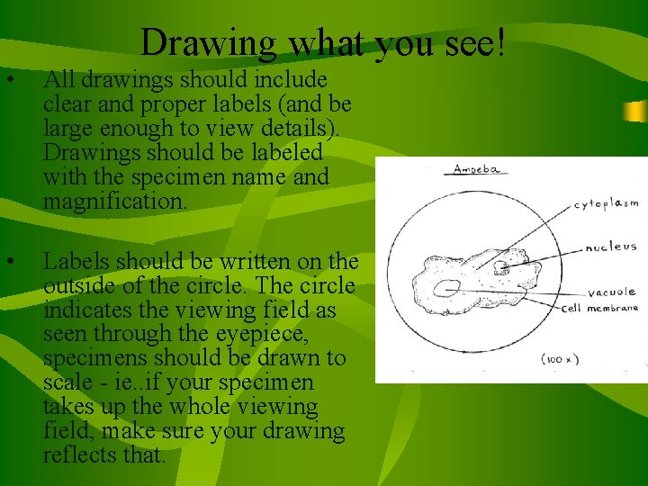 Drawing what you see! • All drawings should include clear and proper labels (and