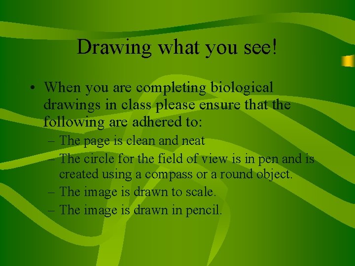 Drawing what you see! • When you are completing biological drawings in class please