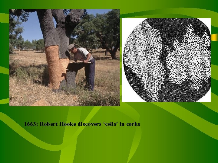 1663: Robert Hooke discovers ‘cells’ in corks 