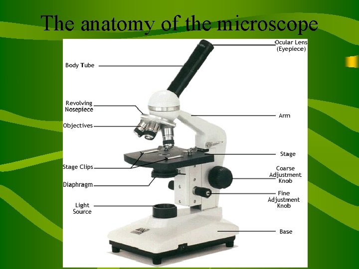 The anatomy of the microscope 
