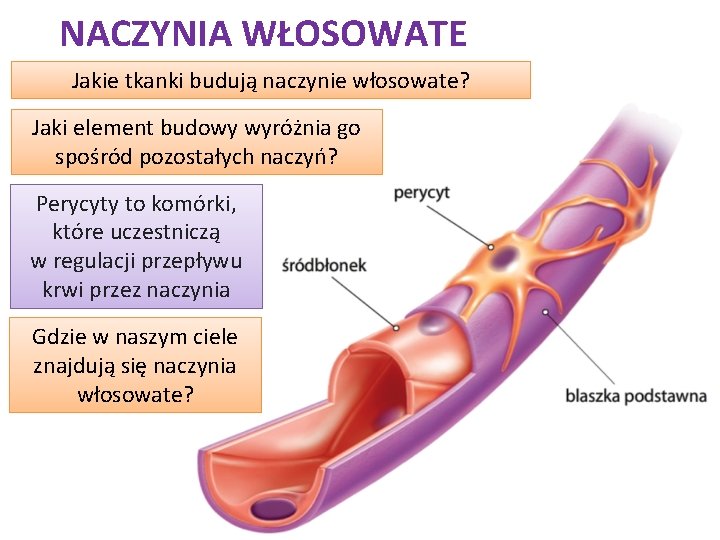 NACZYNIA WŁOSOWATE Jakie tkanki budują naczynie włosowate? Jaki element budowy wyróżnia go spośród pozostałych