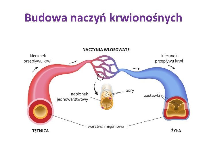 Budowa naczyń krwionośnych 