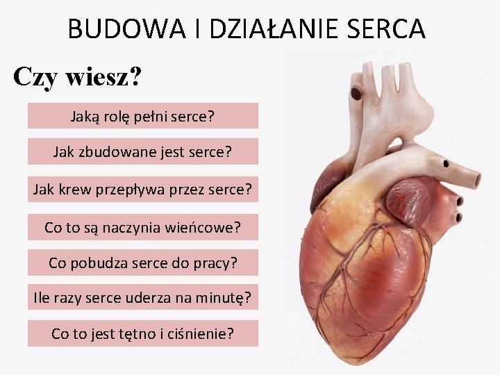 BUDOWA I DZIAŁANIE SERCA Czy wiesz? Jaką rolę pełni serce? Jak zbudowane jest serce?