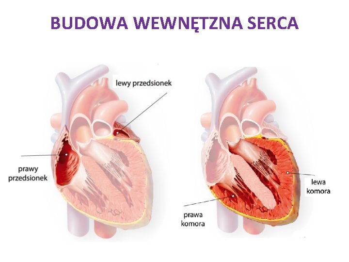 BUDOWA WEWNĘTZNA SERCA 