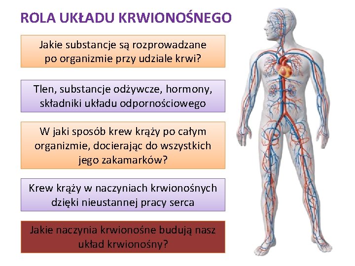 ROLA UKŁADU KRWIONOŚNEGO Jakie substancje są rozprowadzane po organizmie przy udziale krwi? Tlen, substancje