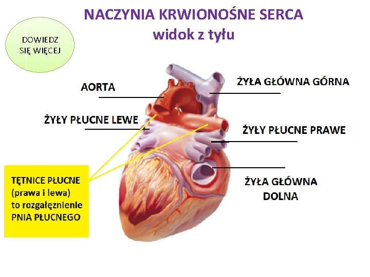 DOWIEDZ SIĘ WIĘCEJ NACZYNIA KRWIONOŚNE SERCA widok z tyłu 