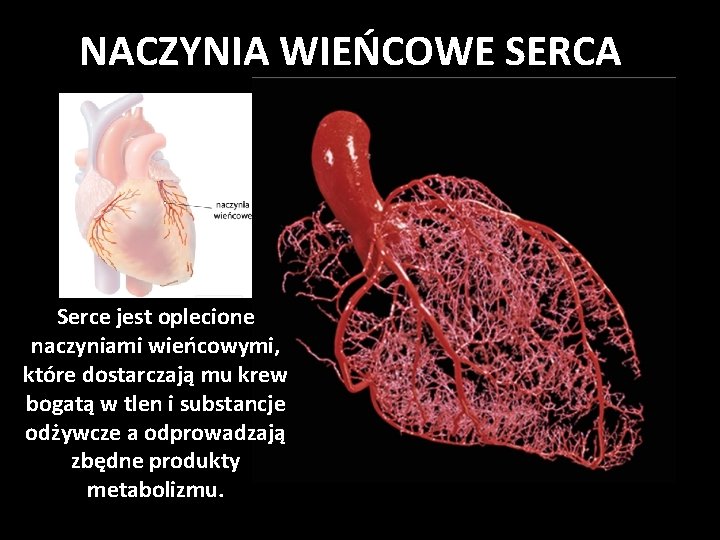 NACZYNIA WIEŃCOWE SERCA Serce jest oplecione naczyniami wieńcowymi, które dostarczają mu krew bogatą w