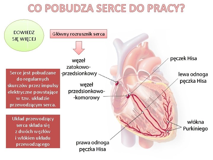 CO POBUDZA SERCE DO PRACY? DOWIEDZ SIĘ WIĘCEJ Główny rozrusznik serca Serce jest pobudzane