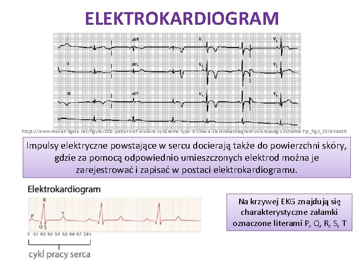 ELEKTROKARDIOGRAM https: //www. researchgate. net/figure/ECG-pattern-of-Wellens-syndrome-type-B-Slika-4 -Elektrokardiogram-Velensovog-sindroma-Tip_fig 3_327934466 Impulsy elektryczne powstające w sercu docierają także