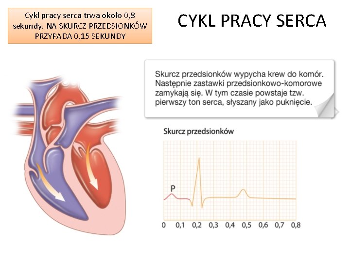 Cykl pracy serca trwa około 0, 8 sekundy. NA SKURCZ PRZEDSIONKÓW PRZYPADA 0, 15