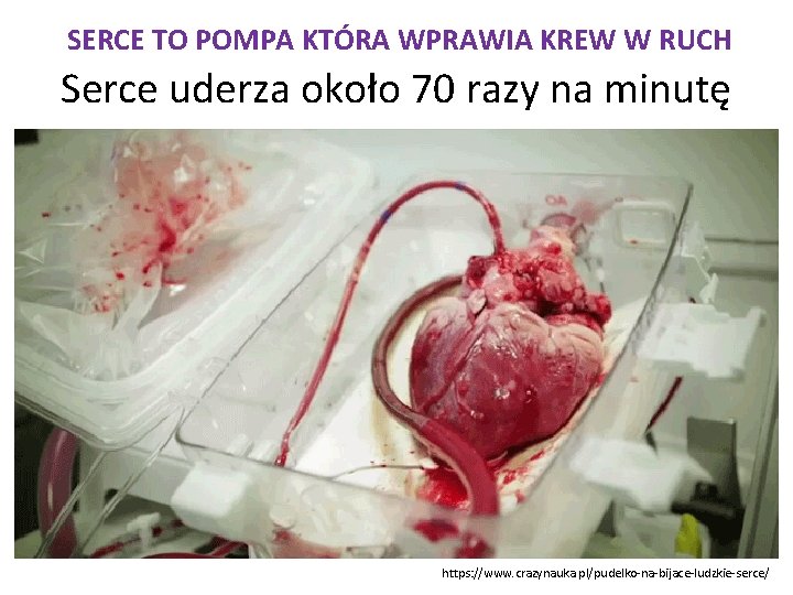 SERCE TO POMPA KTÓRA WPRAWIA KREW W RUCH Serce uderza około 70 razy na