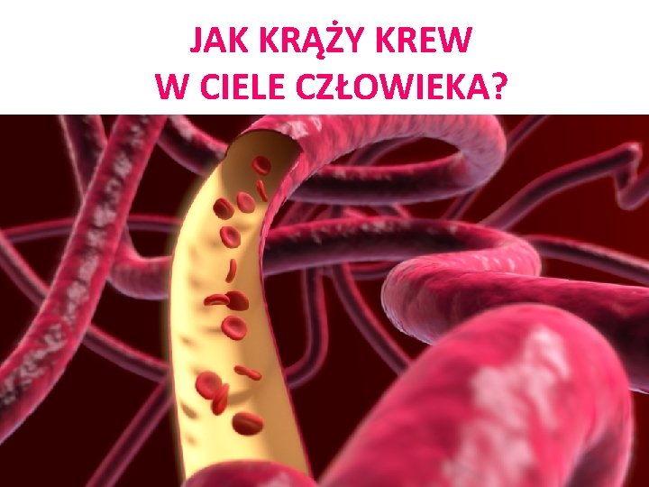 JAK KRĄŻY KREW W CIELE CZŁOWIEKA? 