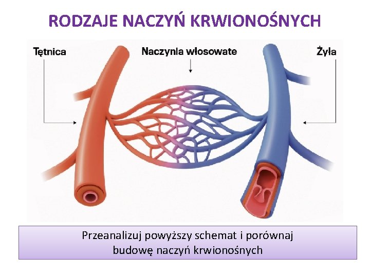 RODZAJE NACZYŃ KRWIONOŚNYCH Przeanalizuj powyższy schemat i porównaj budowę naczyń krwionośnych 