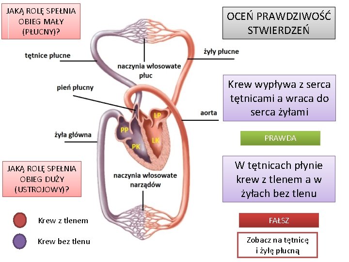 JAKĄ ROLĘ SPEŁNIA OBIEG MAŁY (PŁUCNY)? OCEŃ PRAWDZIWOŚĆ STWIERDZEŃ Krew wypływa z serca tętnicami