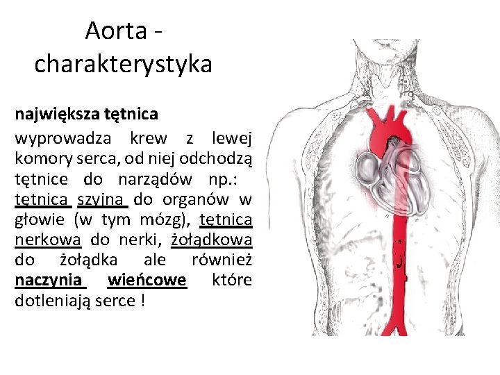 Aorta charakterystyka największa tętnica wyprowadza krew z lewej komory serca, od niej odchodzą tętnice