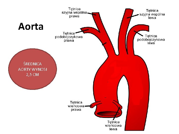 Aorta ŚREDNICA AORTY WYNOSI 2, 5 CM 