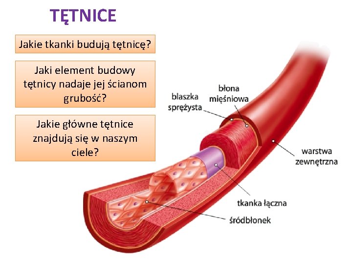 TĘTNICE Jakie tkanki budują tętnicę? Jaki element budowy tętnicy nadaje jej ścianom grubość? Jakie