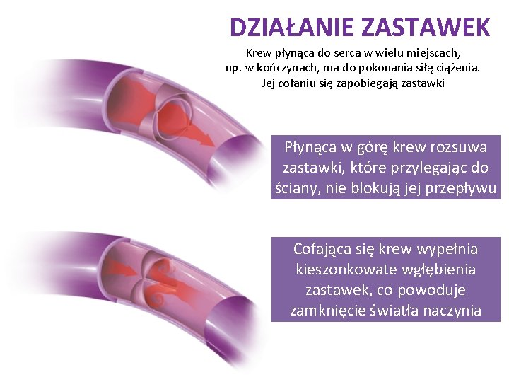 DZIAŁANIE ZASTAWEK Krew płynąca do serca w wielu miejscach, np. w kończynach, ma do