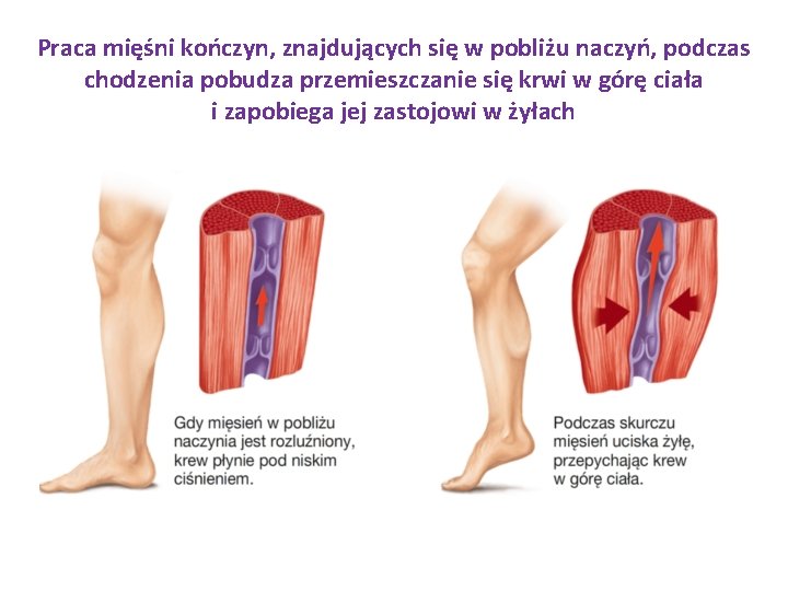 Praca mięśni kończyn, znajdujących się w pobliżu naczyń, podczas chodzenia pobudza przemieszczanie się krwi