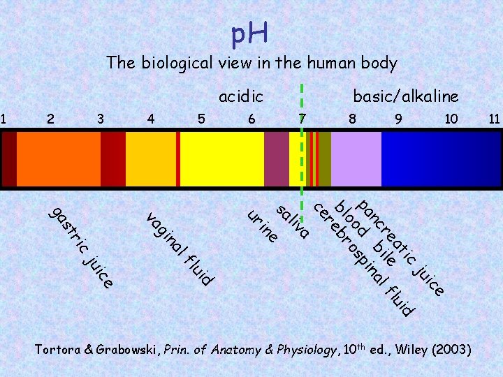 p. H The biological view in the human body acidic 1 2 3 4
