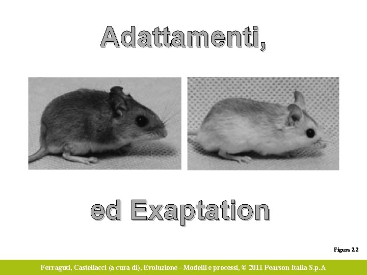 Adattamenti, ed Exaptation Figura 2. 2 Ferraguti, Castellacci (a cura di), Evoluzione - Modelli