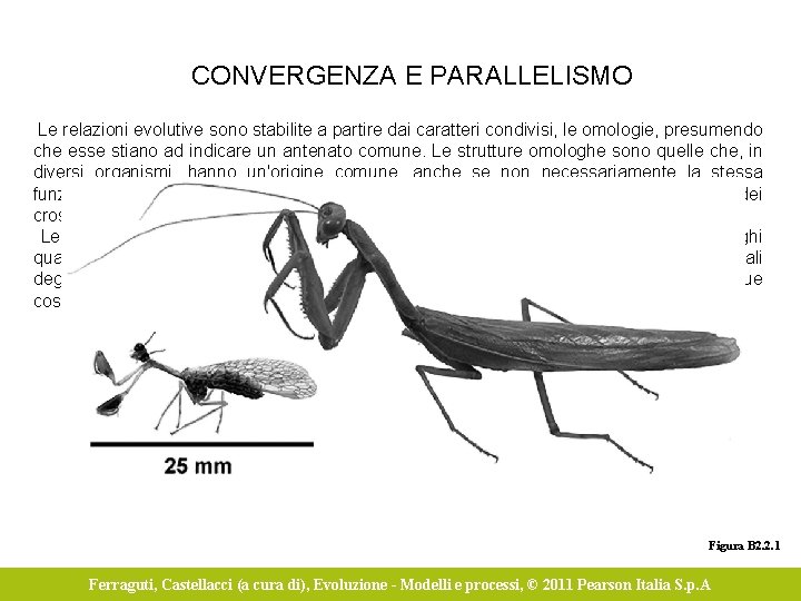 CONVERGENZA E PARALLELISMO Le relazioni evolutive sono stabilite a partire dai caratteri condivisi, le