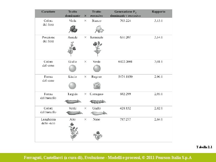 Tabella 2. 1 Ferraguti, Castellacci (a cura di), Evoluzione - Modelli e processi, ©
