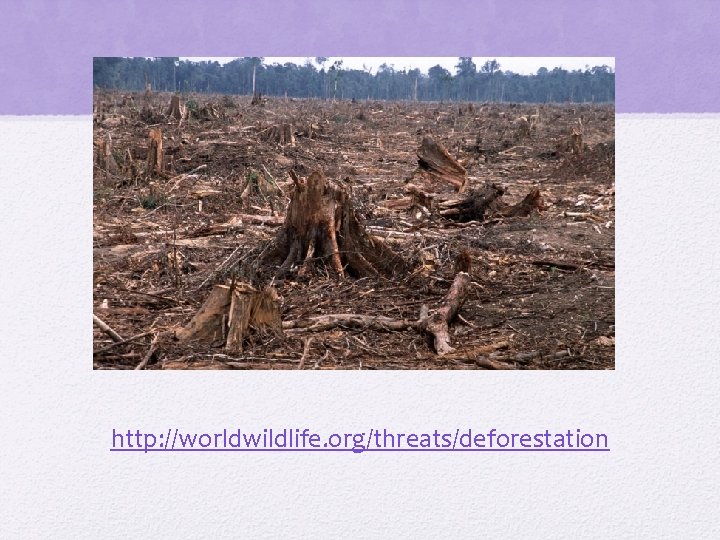 http: //worldwildlife. org/threats/deforestation 