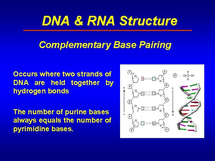 DNA & RNA Structure Complementary Base Pairing Occurs where two strands of DNA are