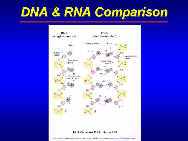 DNA & RNA Comparison 
