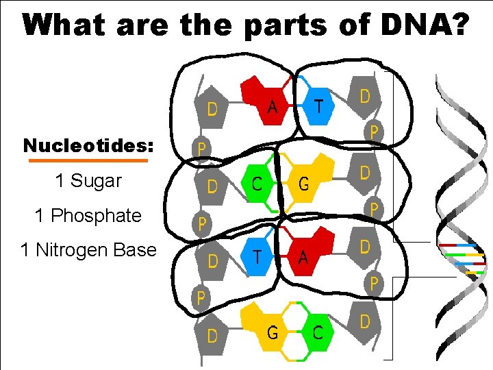 What are the parts of DNA? * Nucleotides: 1 Sugar 1 Phosphate 1 Nitrogen