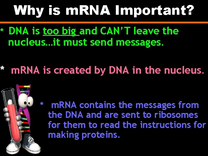 Why is m. RNA Important? * DNA is too big and CAN’T leave the