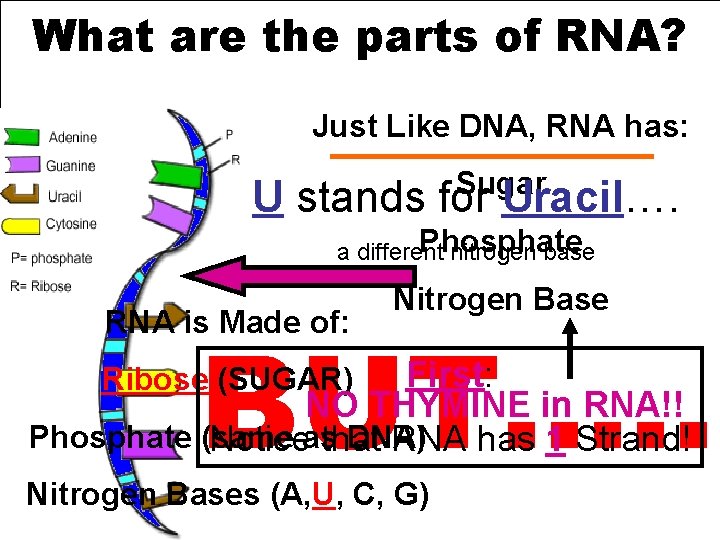 What are the parts of RNA? * Just Like DNA, RNA has: Sugar U