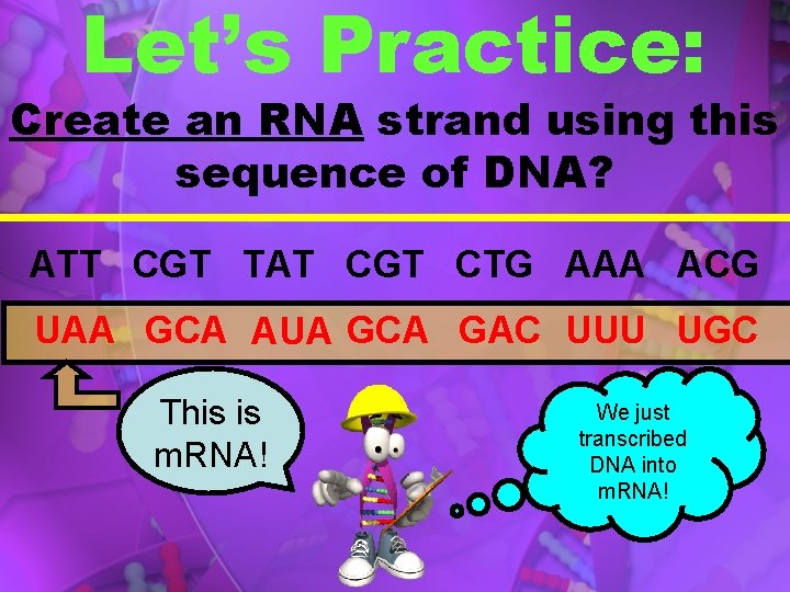 Let’s Practice: Create an RNA strand using this sequence of DNA? ATT CGT TAT