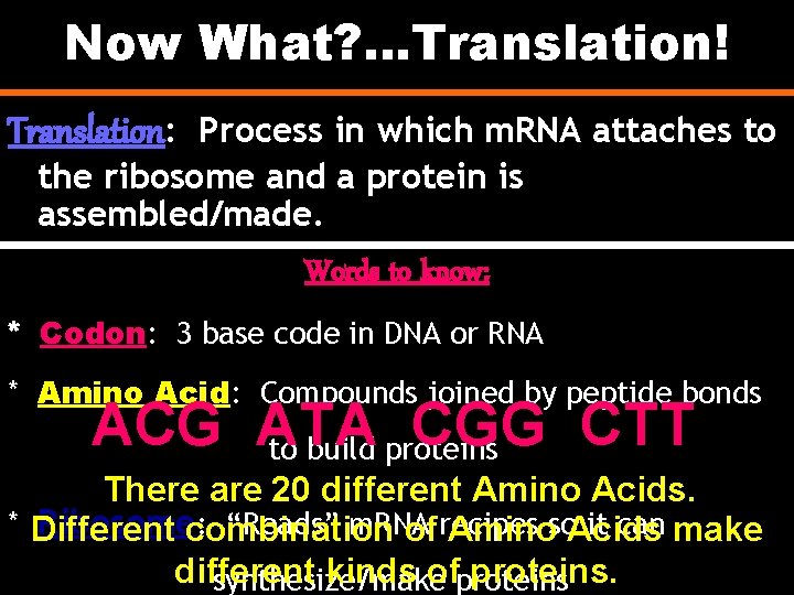 Now What? . . . Translation! Translation: Process in which m. RNA attaches to