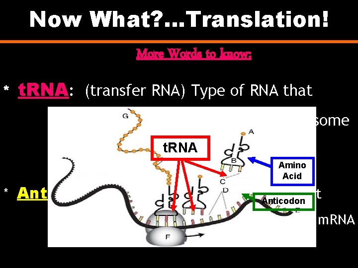 Now What? . . . Translation! More Words to know: * t. RNA: (transfer