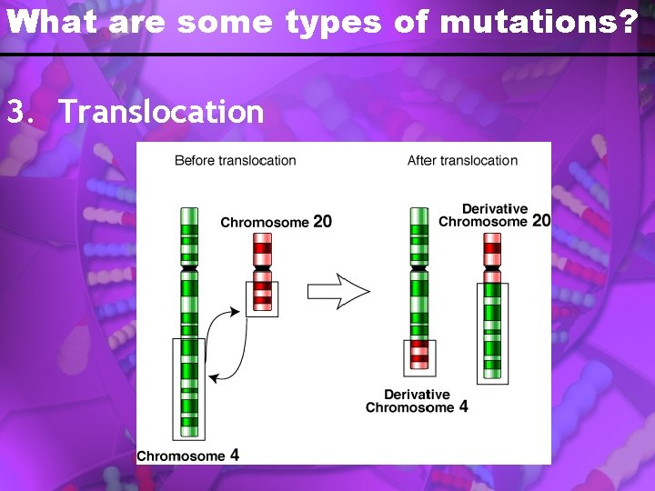 What are some types of mutations? 3. Translocation 