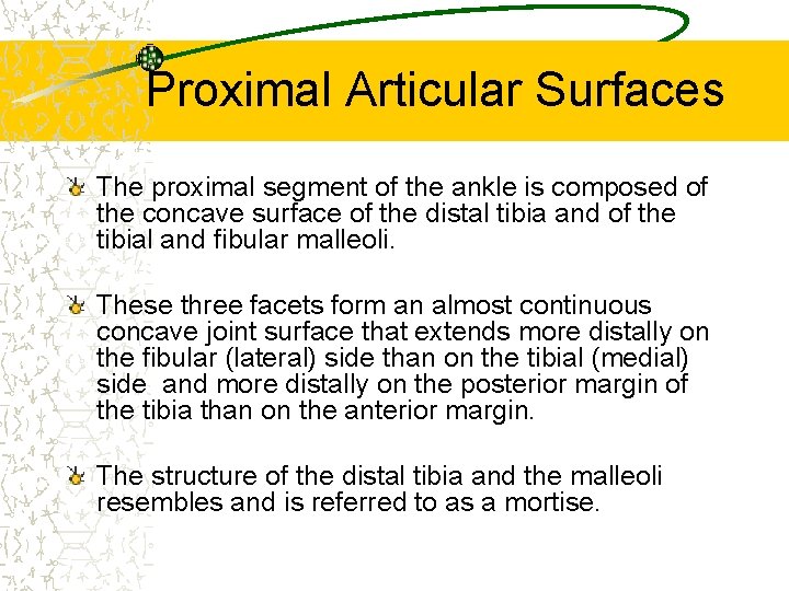 Proximal Articular Surfaces The proximal segment of the ankle is composed of the concave