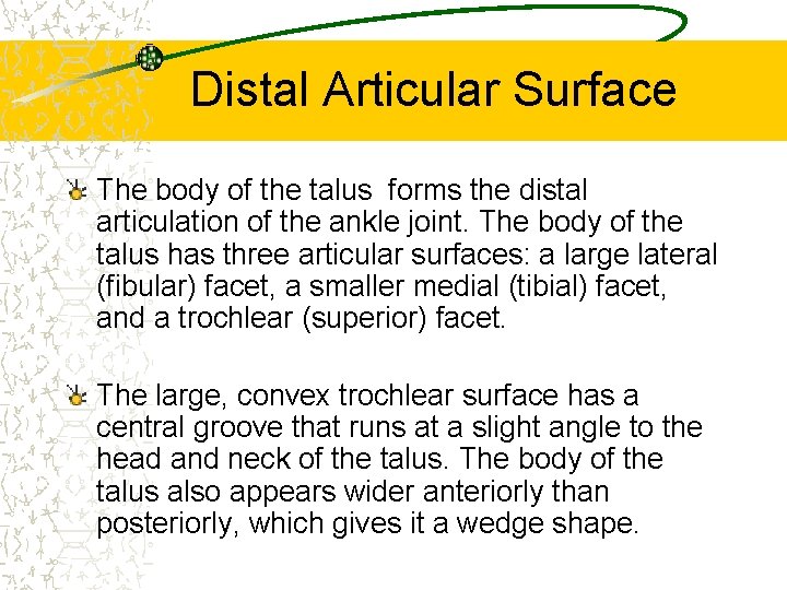 Distal Articular Surface The body of the talus forms the distal articulation of the