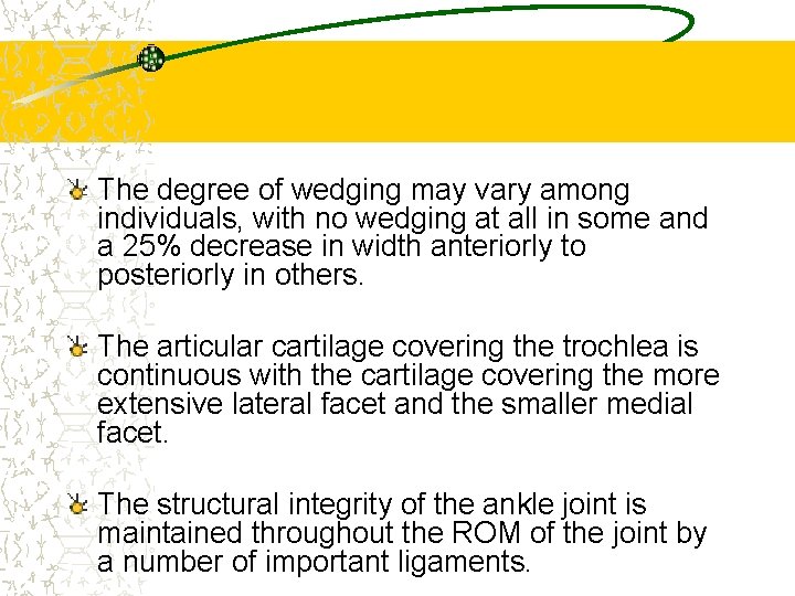 The degree of wedging may vary among individuals, with no wedging at all in