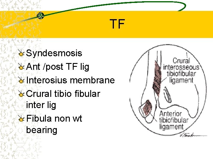 TF Syndesmosis Ant /post TF lig Interosius membrane Crural tibio fibular inter lig Fibula