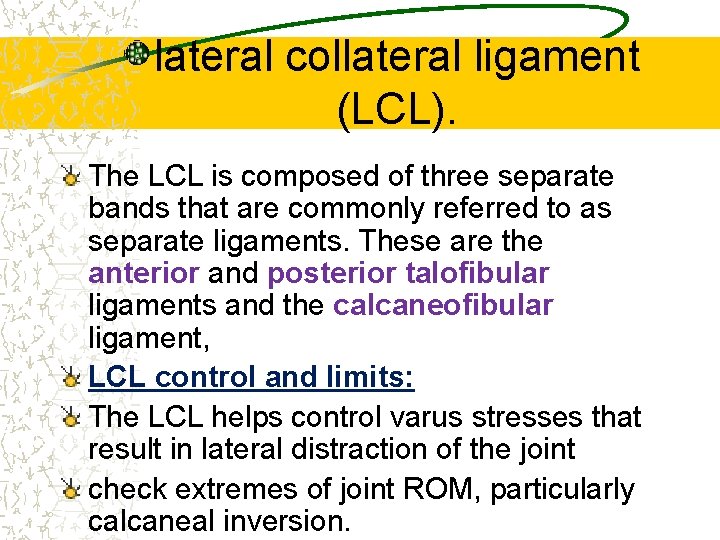 lateral collateral ligament (LCL). The LCL is composed of three separate bands that are