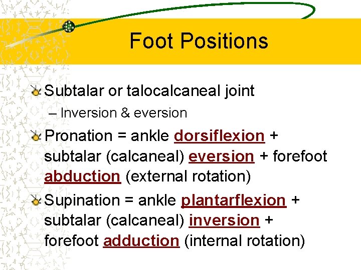 Foot Positions Subtalar or talocalcaneal joint – Inversion & eversion Pronation = ankle dorsiflexion