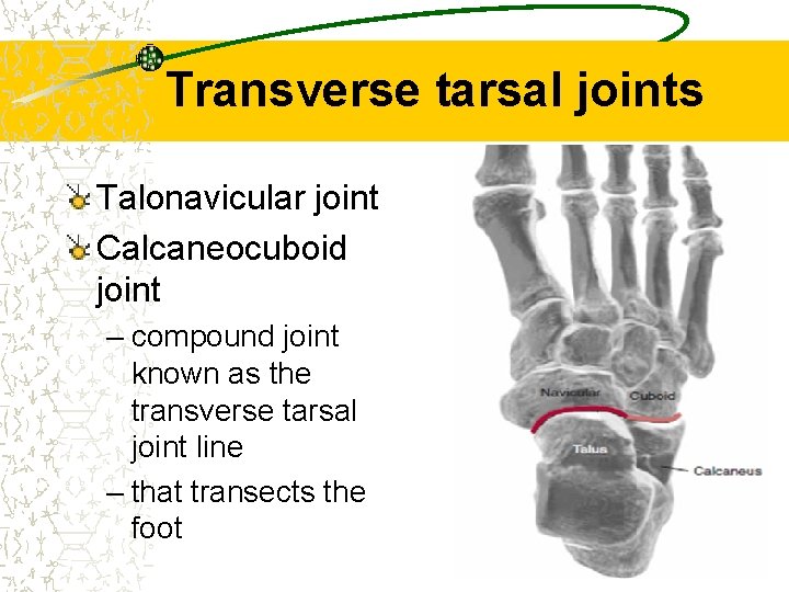 Transverse tarsal joints Talonavicular joint Calcaneocuboid joint – compound joint known as the transverse