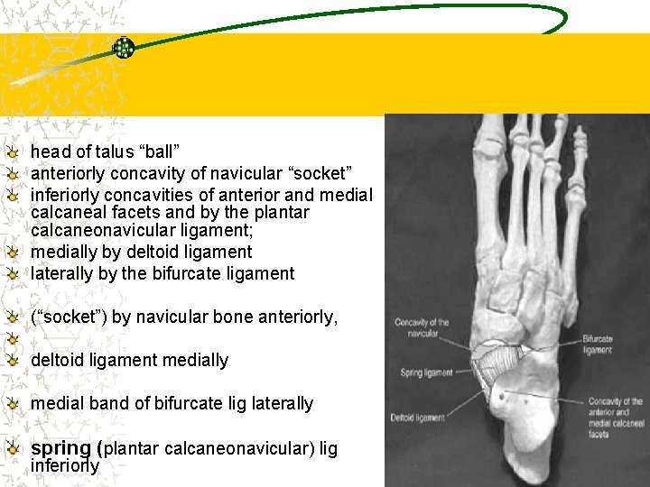head of talus “ball” anteriorly concavity of navicular “socket” inferiorly concavities of anterior and