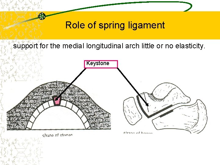 Role of spring ligament support for the medial longitudinal arch little or no elasticity.