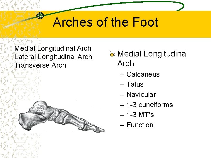 Arches of the Foot Medial Longitudinal Arch Lateral Longitudinal Arch Transverse Arch Medial Longitudinal