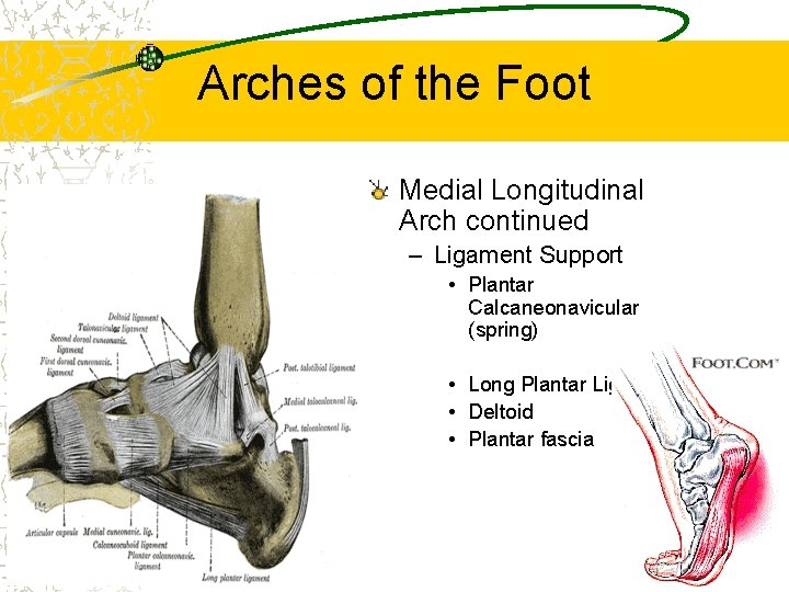 Arches of the Foot Medial Longitudinal Arch continued – Ligament Support • Plantar Calcaneonavicular